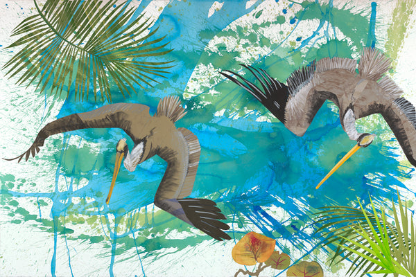 Brown Pelicans