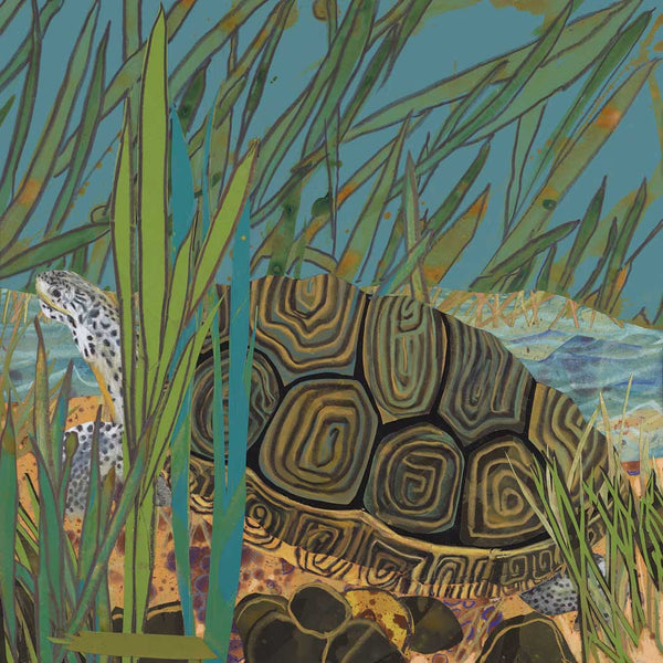 Diamondback Terrapin
