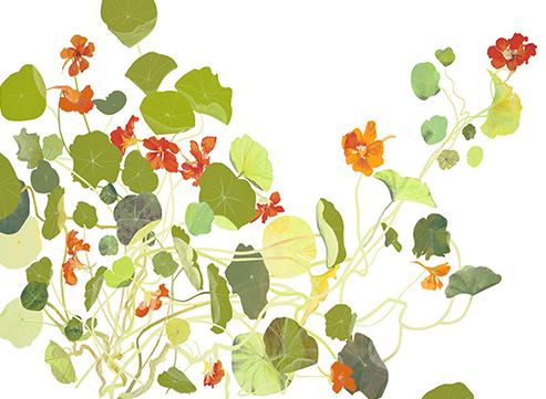 Nasturtium