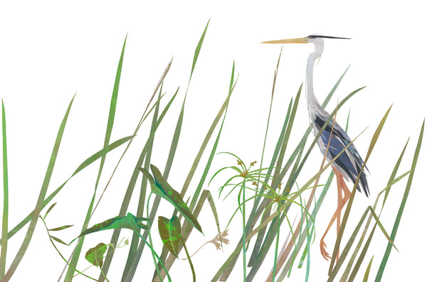 Heron in Saltwater Marsh