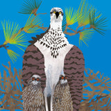 Bay Inhabitants, Portfolio of Four Prints