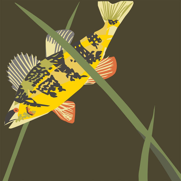 Carp Fish