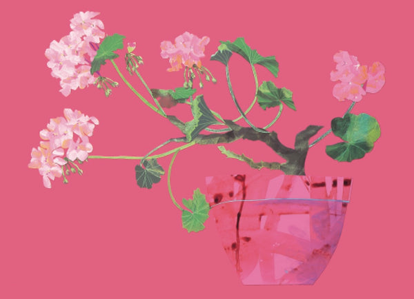Geranium in Pink